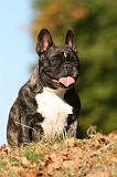 BOULEDOGUE FRANCAIS 1233